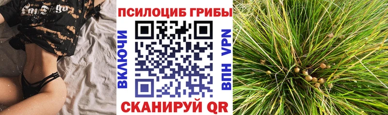 Галлюциногенные грибы Cubensis  блэк спрут рабочий сайт  Трубчевск 